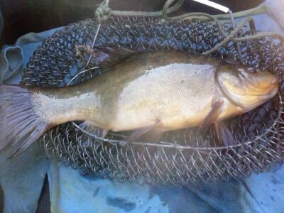 Tench, 1.2 kg
