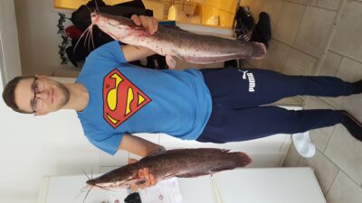 Wels catfish ×2