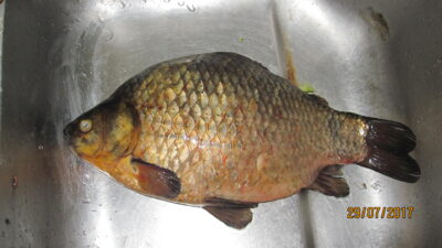 Prussian carp, 1.2 kg