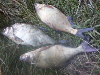 Carp bream ×3