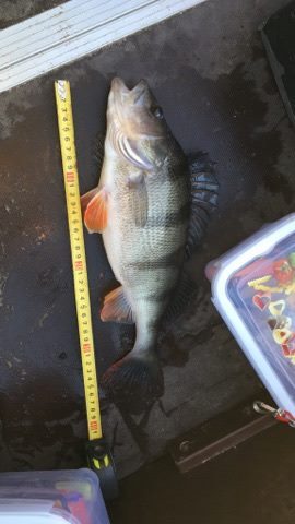 Eurasian perch, 0.8 kg