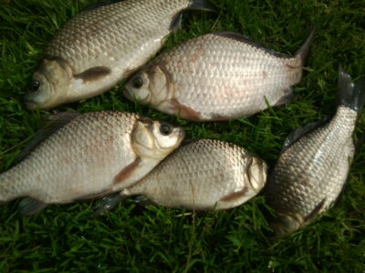 Prussian carp ×5