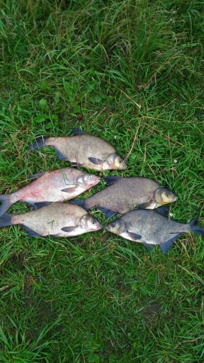 Carp bream ×5 — Neman River