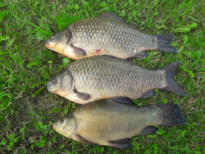 Prussian carp ×3 — Aunuvėnų