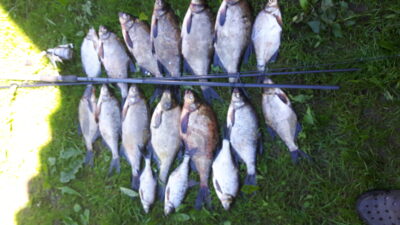 Carp bream ×18
