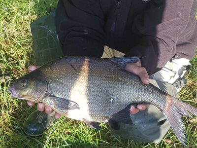 Carp bream ×4