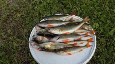 Eurasian perch ×20 — Gudelių