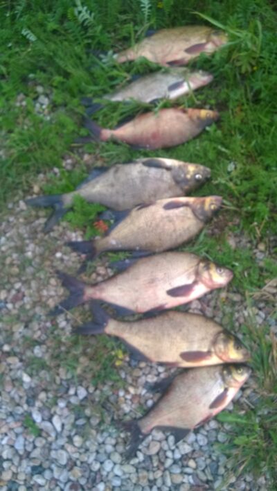 Carp bream