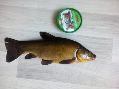 Tench, 0.8 kg