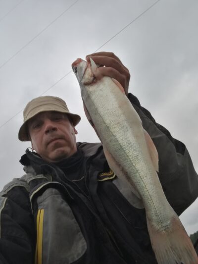 Pike perch, 1.5 kg — Kuršių