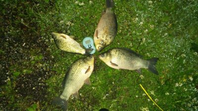 Prussian carp, 1.1 kg — Sartai