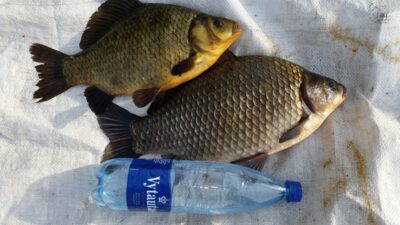 Prussian carp ×2 — Aukštųjų Kaplių