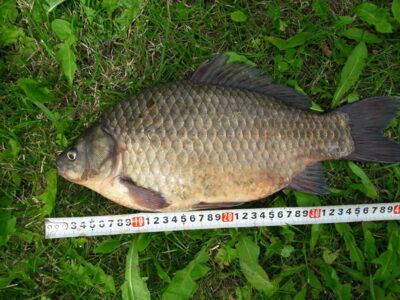 Prussian carp, 1.8 kg