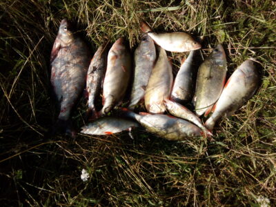 Eurasian perch ×12