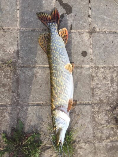 Northern Pike, 2.8 kg — Neman River