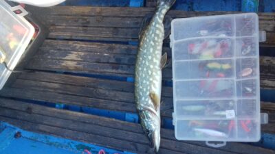 Northern Pike, 0.7 kg — Jauriukas