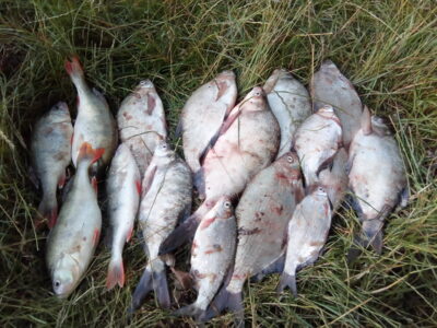 Carp bream ×13