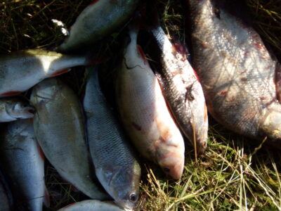 Eurasian perch ×6