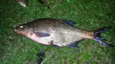 Carp bream, 2.1 kg