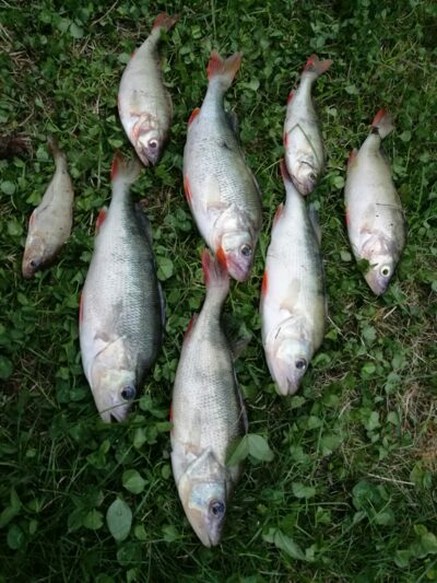 Eurasian perch ×8 — Kuršių