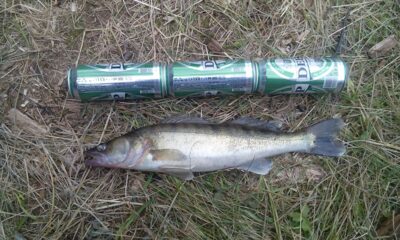 Pike perch, 2.4 kg — Nevėža