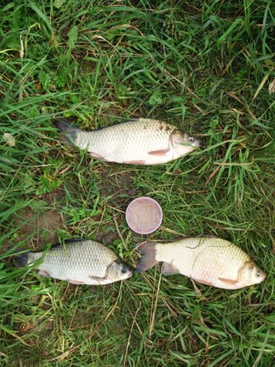 Sidabrinis karosas, 0.7 kg — Garliavos I-asis