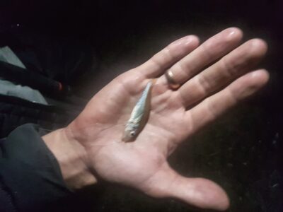 Ruffe, 0.1 kg