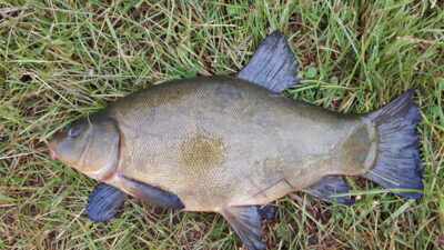 Tench, 2.1 kg — Klaipėdos