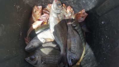 Southern common seabream ×25