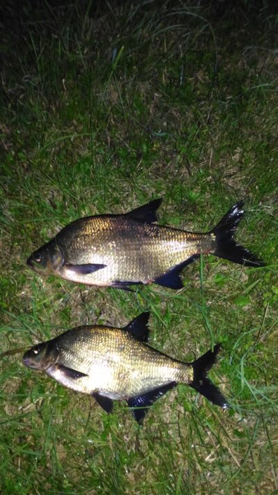 Carp bream, 1.1 kg — Mūša
