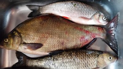 chub ×3 — Neman River