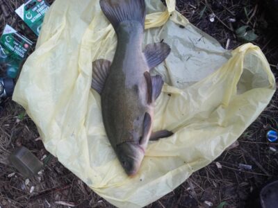 Tench, 1.2 kg