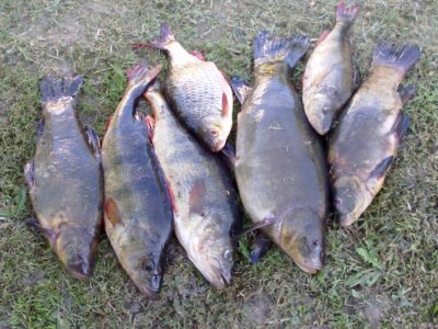 Tench