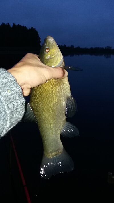 Tench ×2