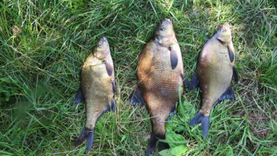 Carp bream