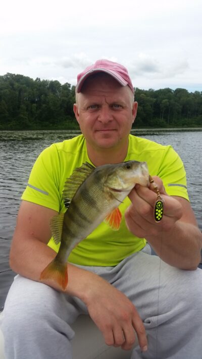 Eurasian perch, 0.5 kg — Angirių