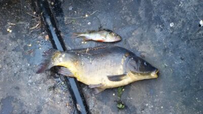 Mirror carp, 1.5 kg — Ekrano gamyklos