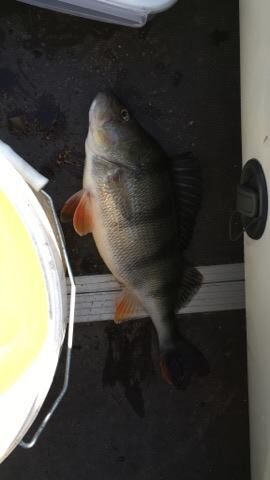 Eurasian perch, 0.6 kg