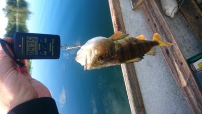 Eurasian perch, 0.5 kg