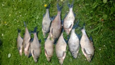 Carp bream