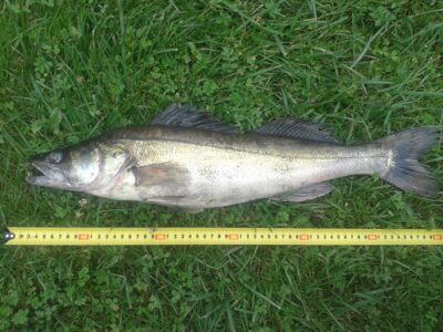 Pike perch, 1.7 kg