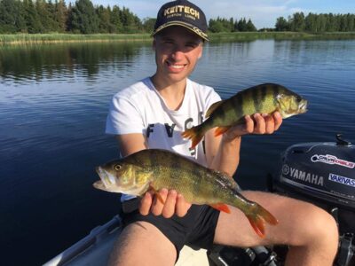 Eurasian perch