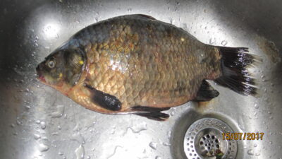 Prussian carp, 0.7 kg