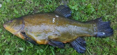 Tench