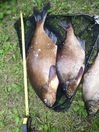Carp bream, 2.6 kg — Uosintėlis