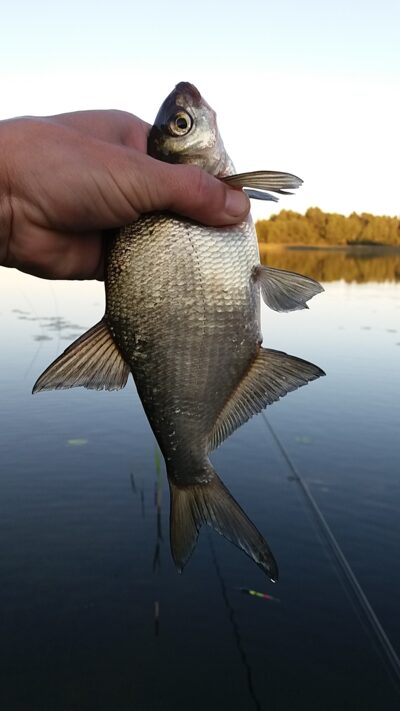 Carp bream