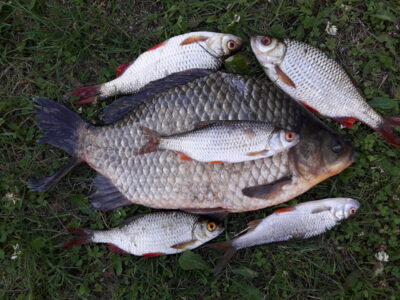 Sidabrinis karosas, 1.0 kg