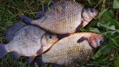 Prussian carp ×3 — Babėnų
