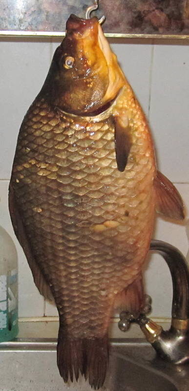 Prussian carp, 1.4 kg