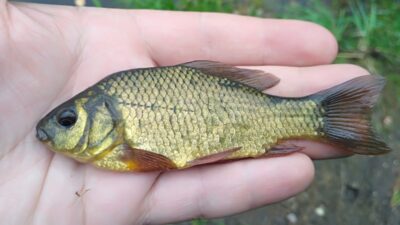 Crucian carp